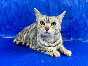 Pet Grooming in Goshen, OH