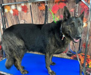 Pet Grooming in Goshen, OH