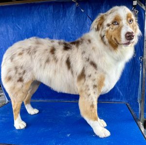Pet Grooming in Goshen, OH
