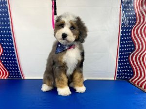 Pet Grooming in Goshen, OH