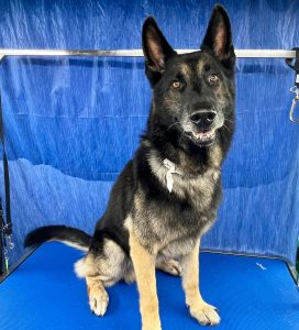 Pet Grooming in Goshen, OH