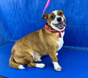Pet Grooming in Goshen, OH