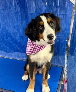Pet Grooming in Goshen, OH