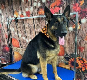 Pet Grooming in Goshen, OH