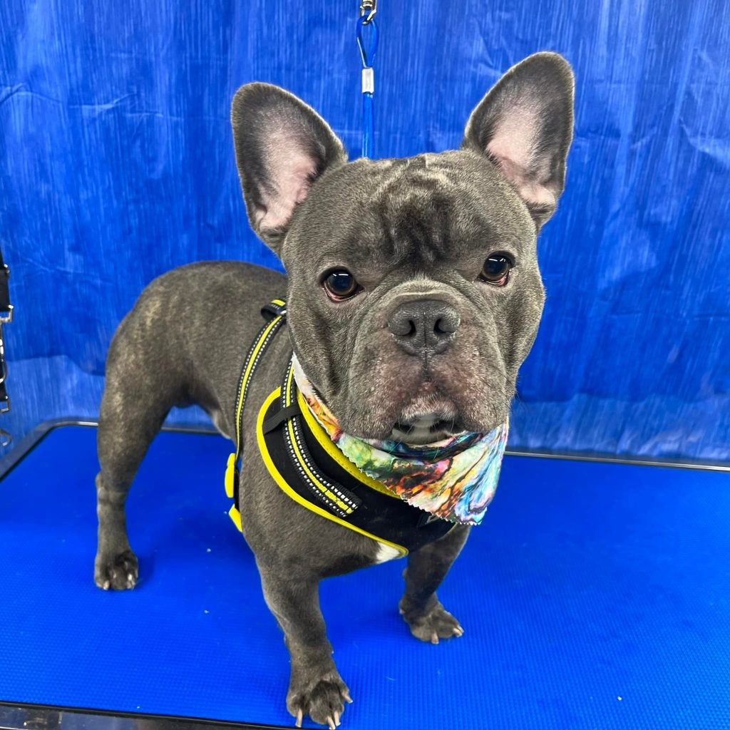 Pet Grooming in Goshen, OH Pet Grooming in Goshen, OH