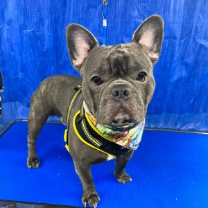 Pet Grooming in Goshen, OH