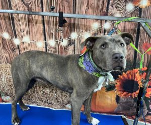 Pet Grooming in Goshen, OH