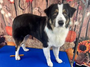 Pet Grooming in Goshen, OH