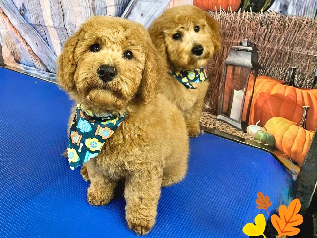 Pet Grooming in Goshen, OH