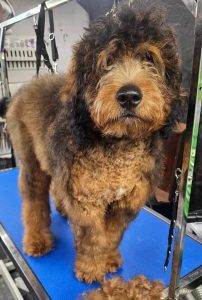 Pet Grooming in Goshen, OH