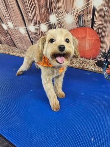 Pet Grooming in Goshen, OH
