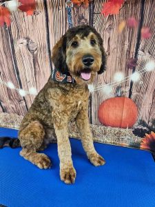 Pet Grooming in Goshen, OH