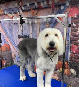 Pet Grooming in Goshen, OH
