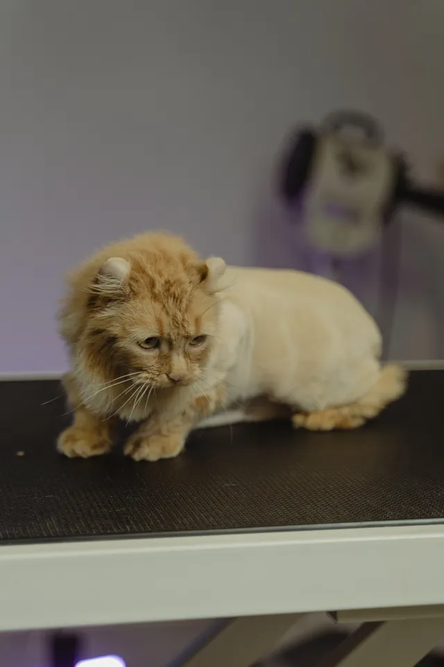 Pet Grooming in Goshen, OH